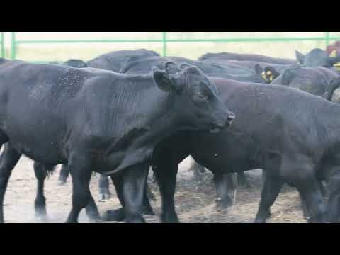 Видео: 🐄 Як ми захищаємо ВРХ від мух, комарів та ґедзів | Безпечна обробка від комах