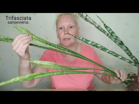Видео: Из двух горшков в один- пересадка сансевиерии Трифасциата #сансевиерия #комнатныерастения 