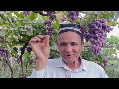 Видео: КУЗГИ УЗУМ ПИНДИК ПАЙВАНДИ...Уламаси