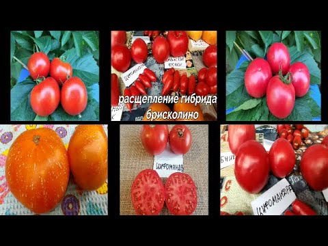 Видео: 🍅🍅ОБЗОР СОРТОВ И ГИБРИДОВ ТОМАТОВ, ВЫРАЩИВАЕМЫХ мною в этом году