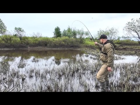 Видео: РЫБАЛКА НА УДОЧКУ. ЛОВЛЯ РЫБЫ ИЗ РУЧЬЯ. ЯЗИ И ОКУНИ БЕРУТ НА КУКУРУЗУ.