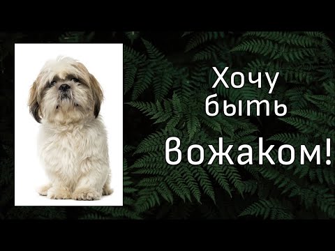 Видео: Реакция АС. Самые приятные методы из теории доминирования. Иерархия с ши-тцу