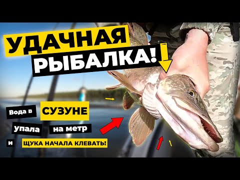 Видео: Удачная рыбалка! Вода в Сузуне упала и щука начала клевать!