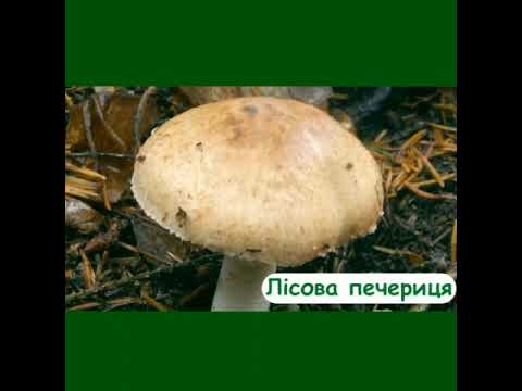 Видео: 3 октября 2025 г.