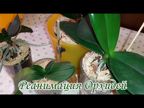 Видео: Самые ГРОМКИЕ Орхидеи - Реанимашки | Обзор