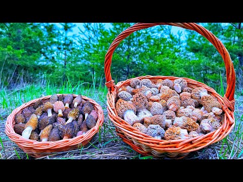 Видео: Сморчки СТЕПНЫЕ и Сморчки КОНИЧЕСКИЕ! ДОРОГИЕ и ЦЕННЫЕ ГРИБЫ 2022! ГРИБНИК В НОКАУТЕ ОТ НАХОДОК!