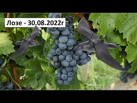 Видео: Лозе - 30.08.2022г