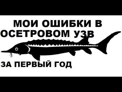 Видео: МОИ ОШИБКИ В ОСЕТРОВОМ УЗВ