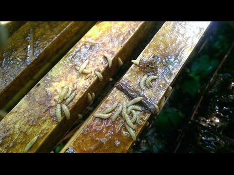 Видео: Как построить ловушку для жуков в стиле Фримена на 8 рамок