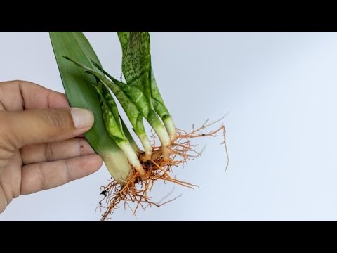 Видео: ПАЙҒАМБАР ҚЫЛЫШЫ(сансевиерия)отростка алу ТЕЗ ӨСІРУ❗️❗️