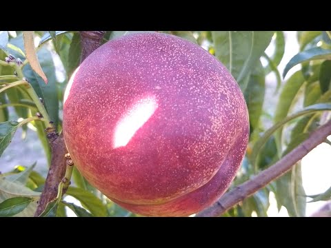 Видео: Нектарин Світ Леді (Sweet Lady)