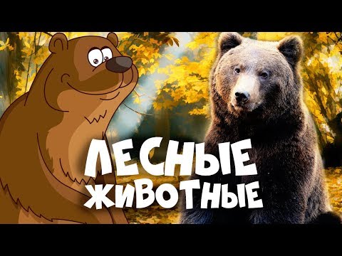 Видео: ЛЕСНЫЕ ЖИВОТНЫЕ для детей - развивающие мультики про животных