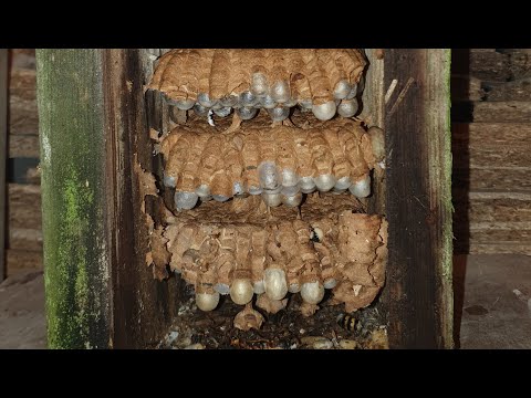 Видео: Шершни