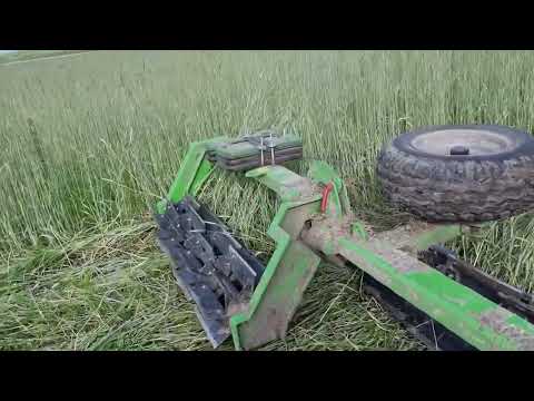 Видео: organic no till soy.  Пісок К8. 8.06. Прикочування. Каток АверсАгро.