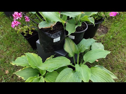 Видео: Новые ХОСТЫ (Neptune, Diamond Lake,Guardian Angel, Spartacus)из питомника VIRIDE.