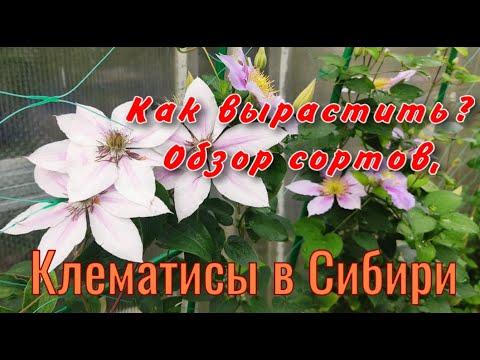 Видео: Как вырастить клематисы в Сибири? Обзор сортов.