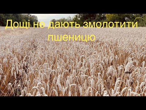 Видео: ❗️Ціни летять ВВЕРХ а пшениця ще в полі 😡Пересіяна Кукурудза вже під 3 метри😳