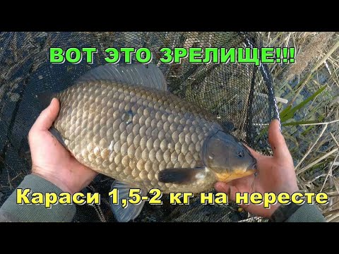 Видео: На боковой кивок трофейных карасей во время нереста