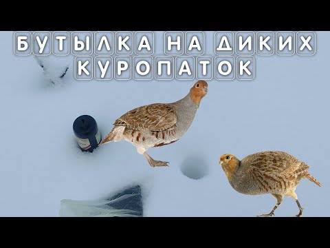 Видео: Ловушка бутылка на диких куропаток зимой в Подмосковье или как НЕ поймать куропатку