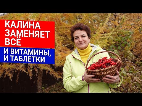 Видео: Калина  заменяет всё - и витамины, и таблетки