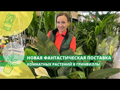 Видео: Новая фантастическая поставка комнатных растений в Гринвилль!