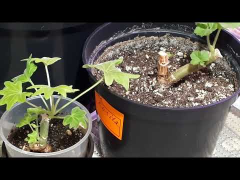 Видео: Все почки проснутся и пойдут в рост! Полейте Пеларгонию после обрезки или прищипки!