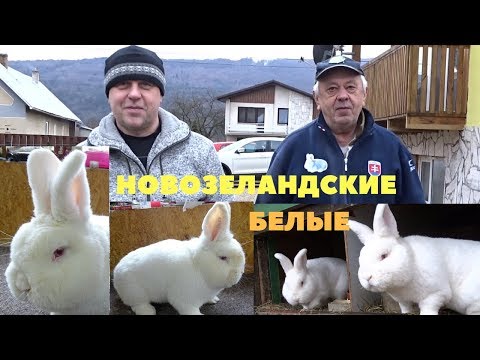 Видео: Новозеландские белые кролики Словакия.  Йозеф Скряб и Винсент Сурмик