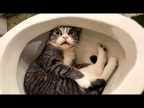 Видео: СМЕШНЫЕ ЖИВОТНЫЕ 2025 Я РЖАЛ ДО СЛЕЗ 🐱 60 МИНУТ СМЕХА ЛУЧШИЕ ПРИКОЛЫ 2025 С КОТАМИ И СОБАКАМИ #5