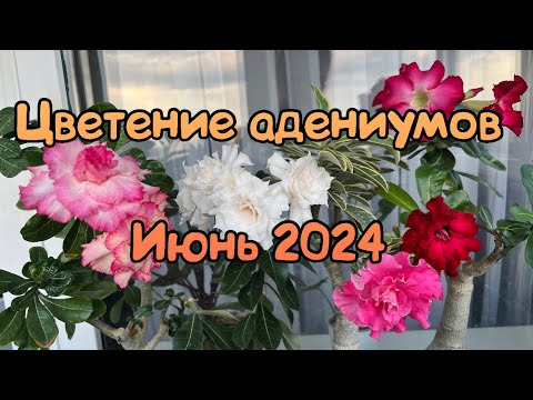 Видео: 🌺🌼🌸Цветение адениумов 🌺🌸🌼