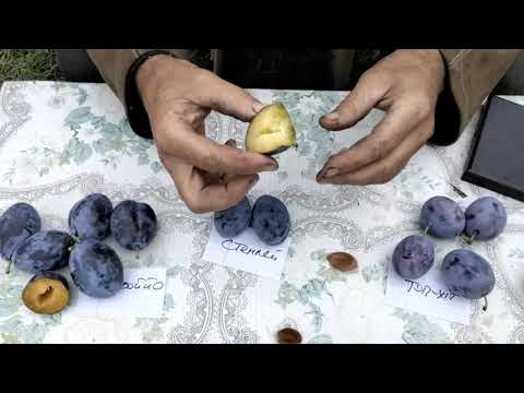 Видео: Сливи Джоййо, Стенлей, Угорка італійська, Ельдорадо, Жовта афаська, Топ - хіт, Рекорд.