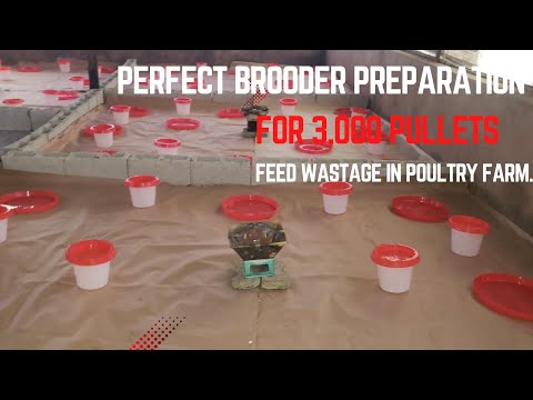 Видео: Идеальная подготовка брудера для 3000 суточных курочек (несушек).