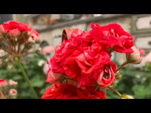 Видео: Осенняя подкормка герани. Чем и зачем?Обрезка на пень.