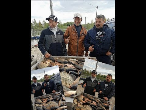 Видео: ЖЕСТЬ!ПОПАЛИ НА РАЗДАЧУ КАРПА! 80КГ НА ДВОИХ. РЫБАЛКА В КОКИНО (НОВЫЙ ВОДОЕМ)