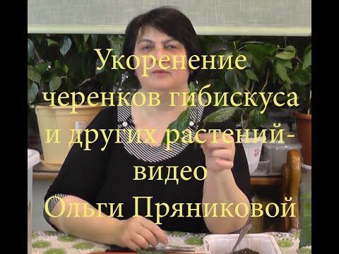 Видео: Укоренение черенков Гибискуса и других растений - фильм Ольги Пряниковой