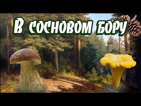 Видео: Поход за грибами в сосновый бор. Белые грибы!