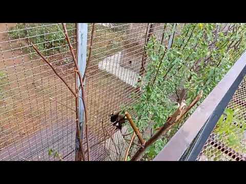 Видео: Тайган , сбежавший Капуцин 