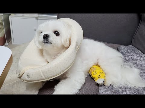 Видео: Щенок, который повредил ногу. Мы семья, поэтому я обязательно поправлюсь!