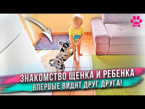 Видео: Мы купили самую умную собаку в мире! Как прошло знакомство щенка и сына?