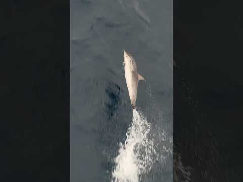 Видео: Я б закрывал, а вы? Здесь океан онлайн, оставайтесь