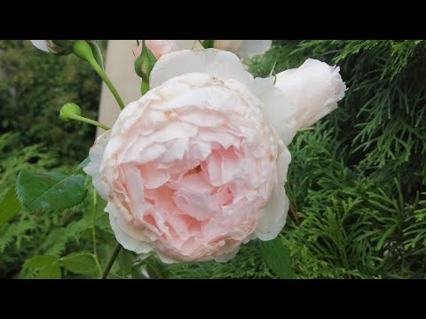 Видео: розы Остина зимней прививки 🥀развитие 🤔