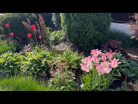 Видео: Пробежимся по саду… Тюльпаны, хосты и пионы.