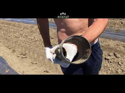 Видео: 16 апреля 2018г  Посев семян арбуза в открытый грунт  Продюсер Холлар