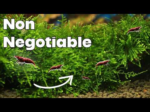 Видео: Мох — это чит-код для разведения креветок