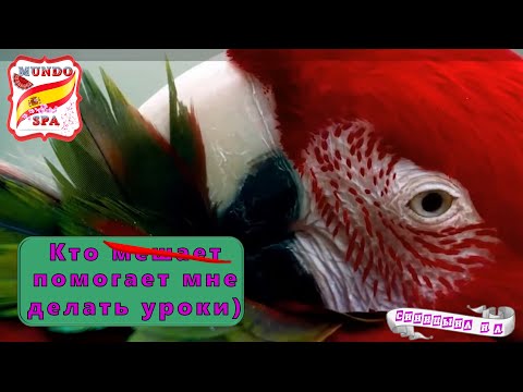 Видео: 209. Кто мешает/помогает мне делать уроки )