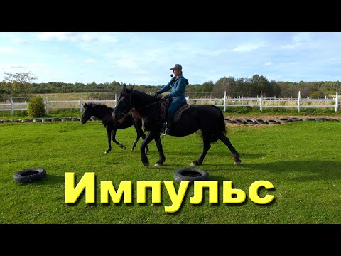 Видео: Почему важен импульс в работе с лошадью и работа руки "от себя"