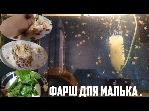 Видео: Как приготовить фарш для малька . Мой опыт.