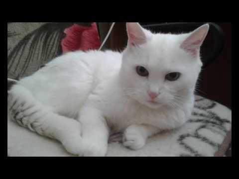 Видео: Памяти кошки Алисы посвящается...