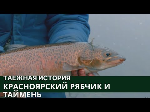 Видео: Красноярский рябчик и таймень // Таежная история / Серия 6