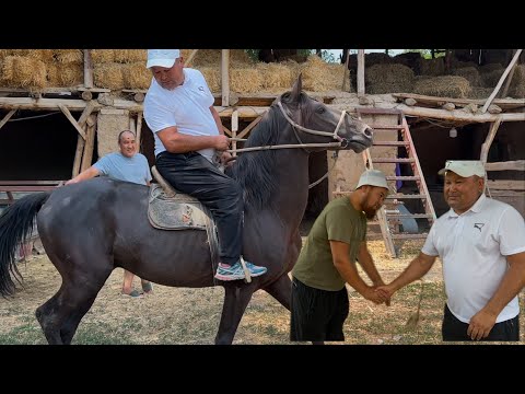 Видео: Тулпар