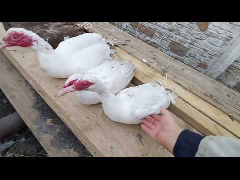 Видео: вес мускусного селезня в 4 месяца!!!